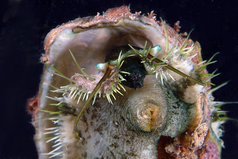 Haliotis sp.